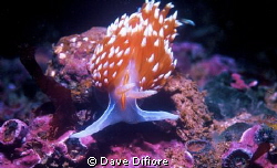 California Nudibranch form Monterey Bay by Dave Difiore 